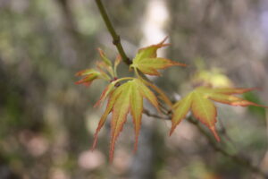 acer palmatum var. 1